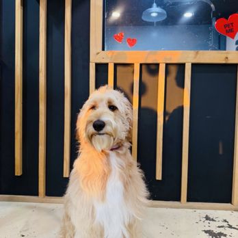 Allie & Paws - Thank you Allie and Paws for such great service! - Pet Groomers Near Me - Downey, California