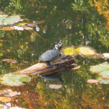 Alfred Caldwell Lily Pool - Parks Near Me - Chicago, Illinois