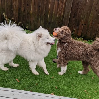 PAWsitive Tailz - Pet Training Near Me - Bothell, Washington