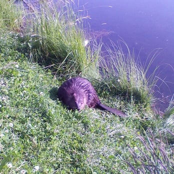 Taku Lake Park - The Taku Lake beaver - Parks Near Me - Anchorage, Alaska Taku Lake Park - The Taku Lake beaver - Parks Near Me - Anchorage, Alaska