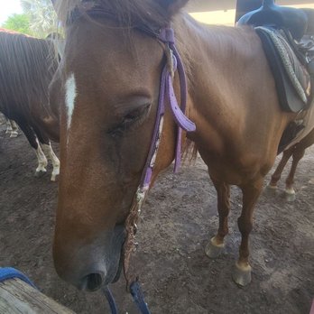 Tropical Trail Rides - Tours Near Me - Isabela, Puerto Rico