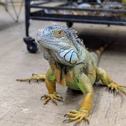Imagine Planet - Iguana