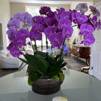 Paradise Flowers & Design - Gorgeous delivered orchid plant with little butterflies. - Florists Near Me - Canoga Park, California Paradise Flowers & Design - Gorgeous delivered orchid plant with little butterflies. - Florists Near Me - Canoga Park, California