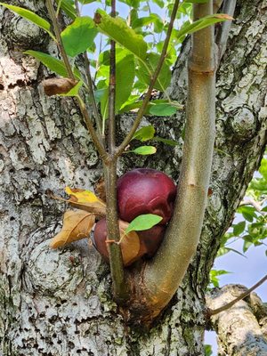 Stribling Orchard by null