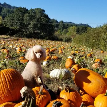GreenGable Garden - Lucy in the Pumpkins - Pumpkin Patches Near Me - Philomath, Oregon