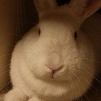 The Rabbit Haven - Marcy.. one of the many cuties looking for their forever home - Pet Adoption Near Me - Los Gatos, California The Rabbit Haven - Marcy.. one of the many cuties looking for their forever home - Pet Adoption Near Me - Los Gatos, California
