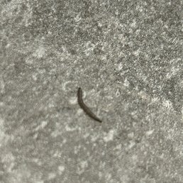 Worms/Maggots on the locker room floor and in the showers Worms/Maggots on the locker room floor and in the showers