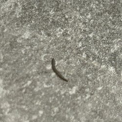 Life Time - Worms/Maggots on the locker room floor and in the showers