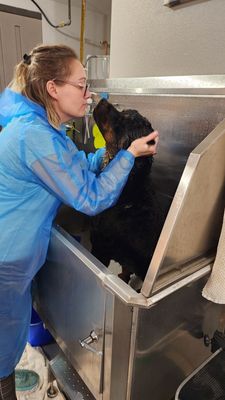 Self Serve Wash - We are now offering Self Serve Wash Services at Momma Bear's Grooming! We allow you to use all the necessary tools you will need to give your fur baby the bath they deserve! A LUXURIOUS one! We allow you to use our dryer, brushes, towel!
We offer prices for bringing your own soap and we also have a price set for people who would love to use the shampoo and conditioner we have in store! Does your fur baby have sensitive skin? NO WORRIES! we offer an upgrade for medical shampoo and conditioner aso your baby can have the LUXURIOUS bath they deserve!
Just walk on in our call us today to use our new Self Serve Wash! Self Serve Wash - We are now offering Self Serve Wash Services at Momma Bear's Grooming! We allow you to use all the necessary tools you will need to give your fur baby the bath they deserve! A LUXURIOUS one! We allow you to use our dryer, brushes, towel!
We offer prices for bringing your own soap and we also have a price set for people who would love to use the shampoo and conditioner we have in store! Does your fur baby have sensitive skin? NO WORRIES! we offer an upgrade for medical shampoo and conditioner aso your baby can have the LUXURIOUS bath they deserve!
Just walk on in our call us today to use our new Self Serve Wash!