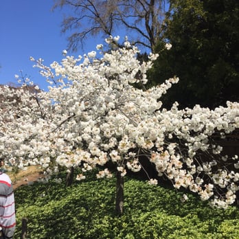 Brooklyn Botanic Garden - Cherry blossom 4/17/16 - Botanical Gardens Near Me - Brooklyn, New York