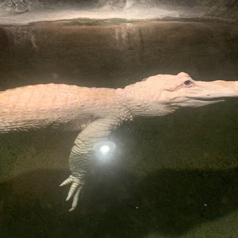 Zoo-to-Do - Local Flavor Near Me - New Orleans, Louisiana Zoo-to-Do - Local Flavor Near Me - New Orleans, Louisiana