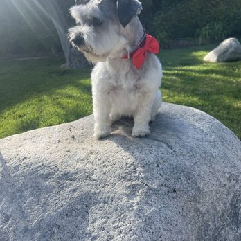 Cali Pets Hotel - Pet Groomers Near Me - Anaheim, California Cali Pets Hotel - Pet Groomers Near Me - Anaheim, California