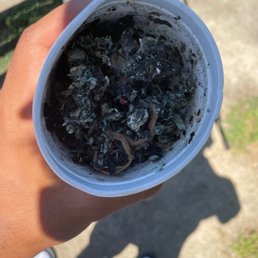 Rotten dead nightcrawlers Rotten dead nightcrawlers