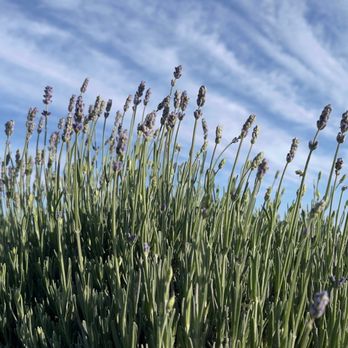 Araceli Farms - Almost ready to bloom - Attraction Farms Near Me - Dixon, California Araceli Farms - Almost ready to bloom - Attraction Farms Near Me - Dixon, California