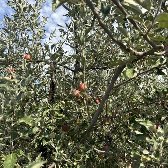 Volcan Valley Apple Farm - Pick Your Own Farms Near Me - Julian, California Volcan Valley Apple Farm - Pick Your Own Farms Near Me - Julian, California