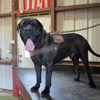 Real Deal Dog Training - Pet Training Near Me - Perris , California Real Deal Dog Training - Pet Training Near Me - Perris , California