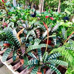 Village Gardener - Gorgeous colorful plants