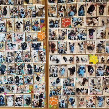 Lovely Pet Spa - Pet Groomers Near Me - Parker, Colorado Lovely Pet Spa - Pet Groomers Near Me - Parker, Colorado