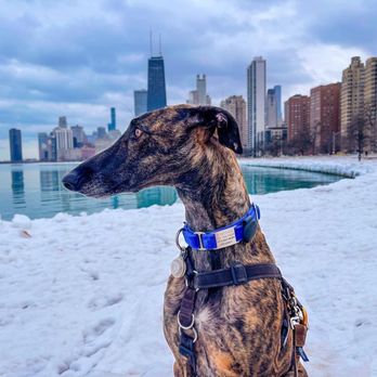 VCA Blum Animal Hospital - André - Veterinarians Near Me - Chicago, Illinois VCA Blum Animal Hospital - André - Veterinarians Near Me - Chicago, Illinois