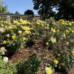Peninsula Park - Yellow roses