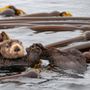 Photo of Archipelago Wildlife Cruises
