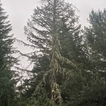 A Arborman Tree Service - Large hazardous removal - Tree Services Near Me - Battle Ground, Washington A Arborman Tree Service - Large hazardous removal - Tree Services Near Me - Battle Ground, Washington