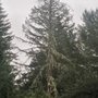 Photo of A Arborman Tree Service