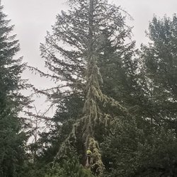 A Arborman Tree Service - Large hazardous removal