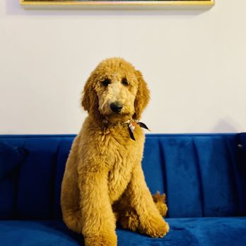 Bow Wow Meow Boutique - Pet Stores Near Me - Indianapolis, Indiana Bow Wow Meow Boutique - Pet Stores Near Me - Indianapolis, Indiana