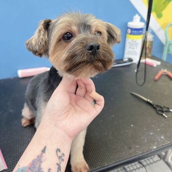 Super iDog Grooming - Pet Groomers Near Me - Ontario, California