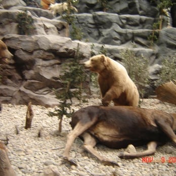 Cabela's - bear - Outdoor Gear Near Me - Hamburg, Pennsylvania Cabela's - bear - Outdoor Gear Near Me - Hamburg, Pennsylvania