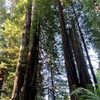 Cathedral Trees Trail - The redwoods climb into the sky infinitely. - Hiking Near Me - Orick, California