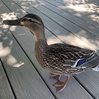 Denver Botanic Gardens - Friendly duck by The Hive, but regardless what he tries to tell you, don't feed him. - Botanical Gardens Near Me - Denver, Colorado