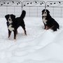 Photo of For The Love of Dogs