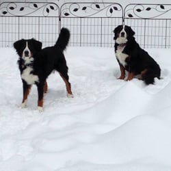 For The Love of Dogs
