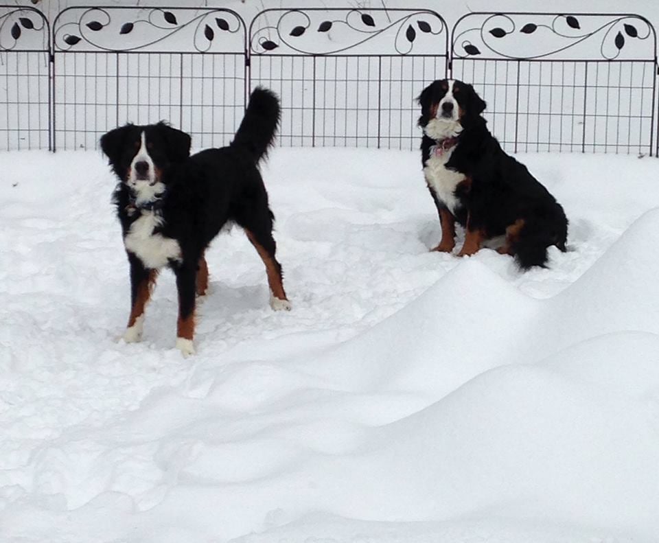For The Love of Dogs - pet boarding facility in Prospect, CT