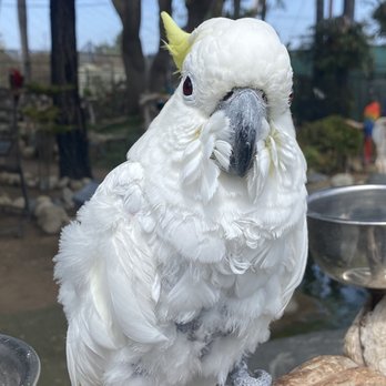 Free Flight - cockatoo - Animal Shelters Near Me - Del Mar, California Free Flight - cockatoo - Animal Shelters Near Me - Del Mar, California