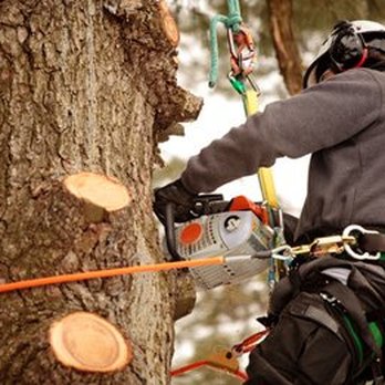 United Tree Service - Tree Services Near Me United Tree Service - Tree Services Near Me
