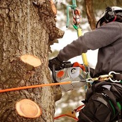 United Tree Service