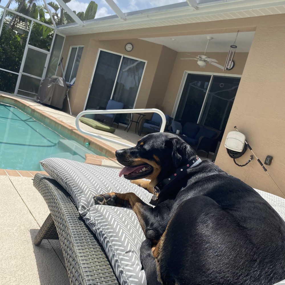 Glad Wags - Lexi - Pet Sitting Near Me Glad Wags - Lexi - Pet Sitting Near Me