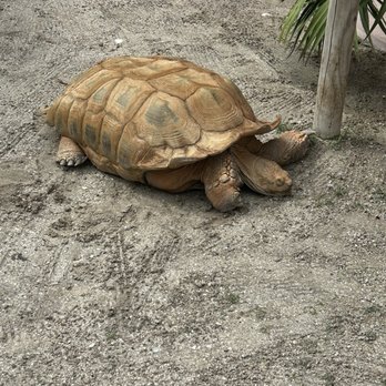 Gatorland - Zoos Near Me - Orlando, Florida Gatorland - Zoos Near Me - Orlando, Florida