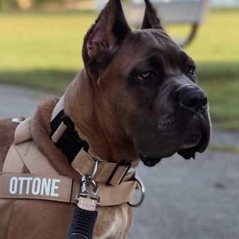 Fidecore Cane Corso - Pet Breeders Near Me Fidecore Cane Corso - Pet Breeders Near Me
