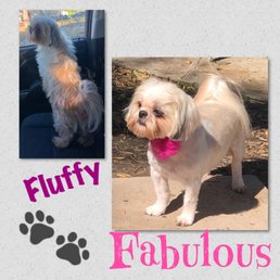 Sophie freshly groomed and adorable thanks to Bark Grooming Sophie freshly groomed and adorable thanks to Bark Grooming