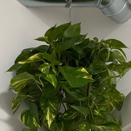 Golden Pothos Golden Pothos