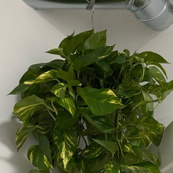 Country Fair Garden Center - Golden Pothos - Nurseries & Gardening Near Me - Denver, Colorado Country Fair Garden Center - Golden Pothos - Nurseries & Gardening Near Me - Denver, Colorado