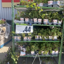 Real Canadian Superstore - Don't forget to hit up their greenhouse end of July for clearance!