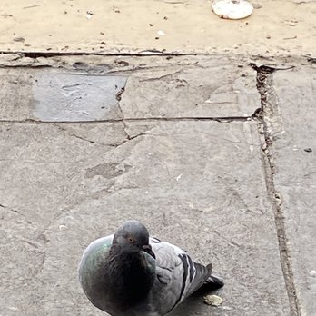 Skybar Gourmet Pizza - Bird visitors - Pizza Near Me - Eureka Springs, Arkansas
