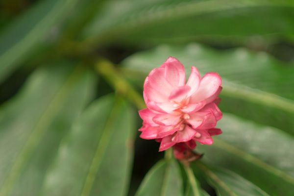 Hawai‘i Tropical Botanical Garden by null
