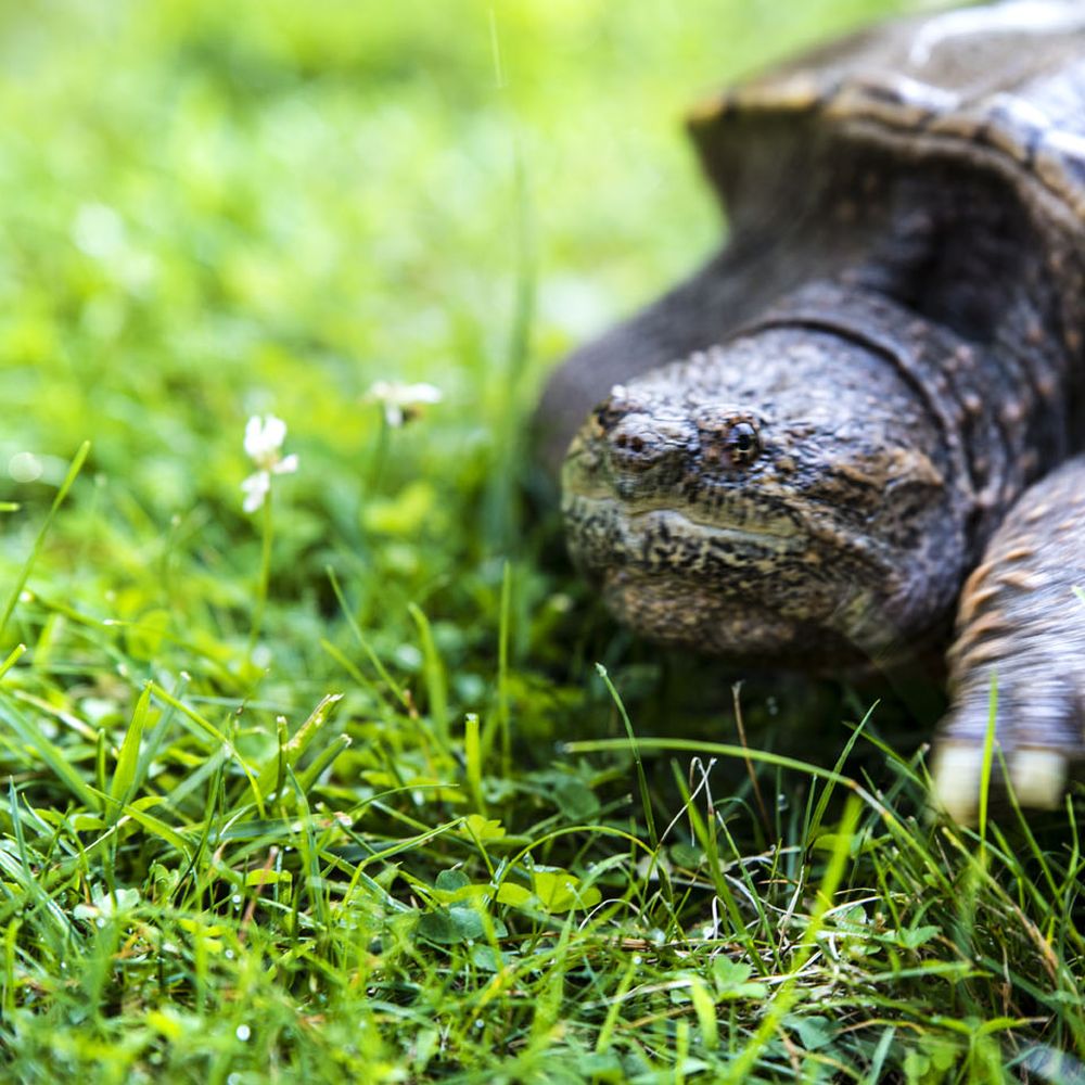 Ohio Wildlife Center - Snapping Turtle - Community Service/Non-Profit Near Me - Powell, Ohio