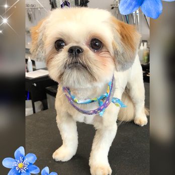 Premium PetStyling - Pet Groomers Near Me - Edmonton, Alberta Premium PetStyling - Pet Groomers Near Me - Edmonton, Alberta